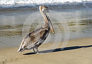 Animali in libertÃÂ 